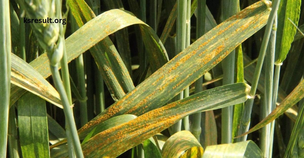 wheat crops