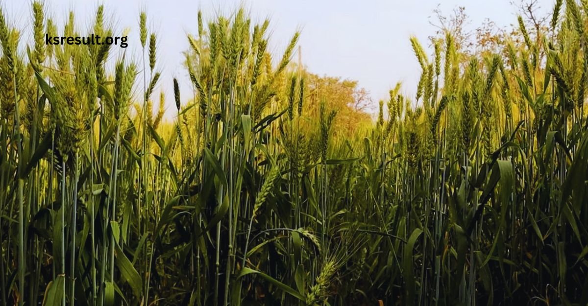 variety of wheat